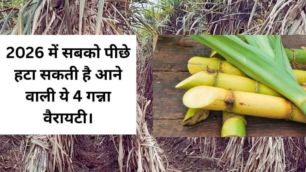 sugarcane variety